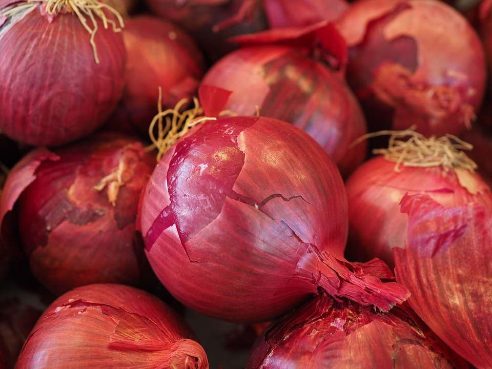 Klaster Bawang Merah Bakal Dibuka di Kabupaten Tobasa 